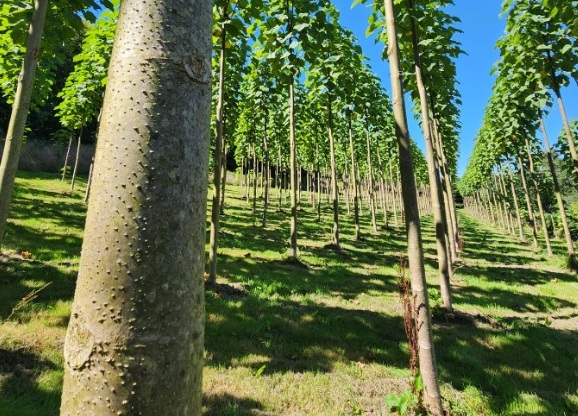 Arbre Paulownia