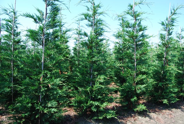 Cyprès De Leyland 175 200 Pas Cher