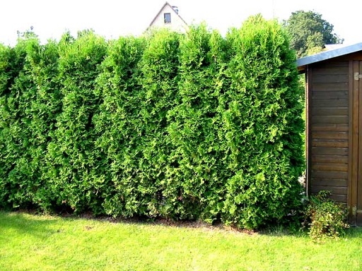 haie plante