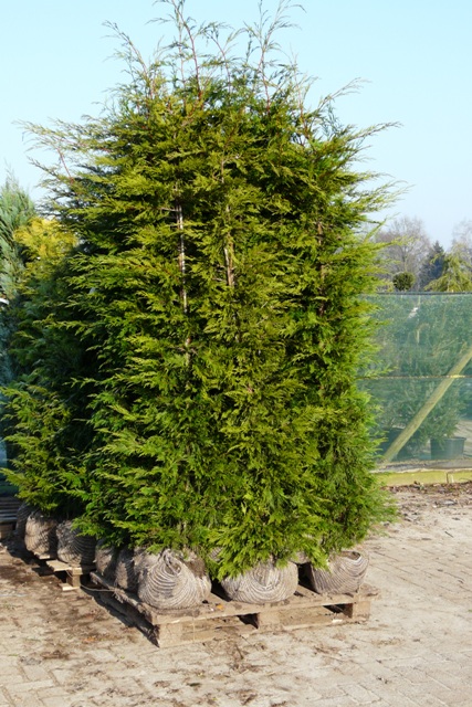 Cyprès de Leyland - Plantes pour haie - Leylandii - Qualité Extra - pas cher