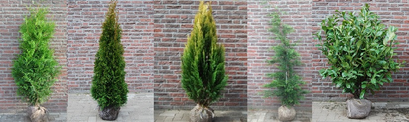 plantes haies persistantes - Vente - Prix plantes haies persistantes - Vente - Prix