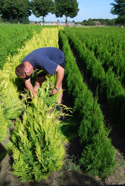 vente - cypres de leyland - laurier - thuya - thuja 