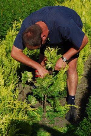 Acheter plantes de haie - qualité-prix - Vente en ligne qualité-prix - acheter plantes en ligne