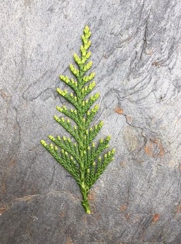 https://www.florissant.fr/files/Feuille%20-%20%20Thuja%20plicata%20-%20Plantes%20haies.jpg