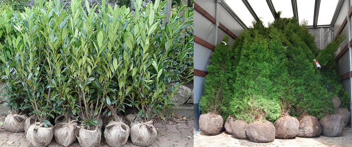 vente_plantes_haie_suisse