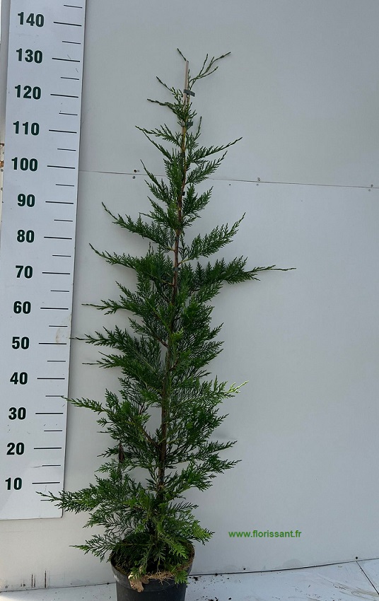 Plantes de haie en pot Cyprès de Leyland 100 /125