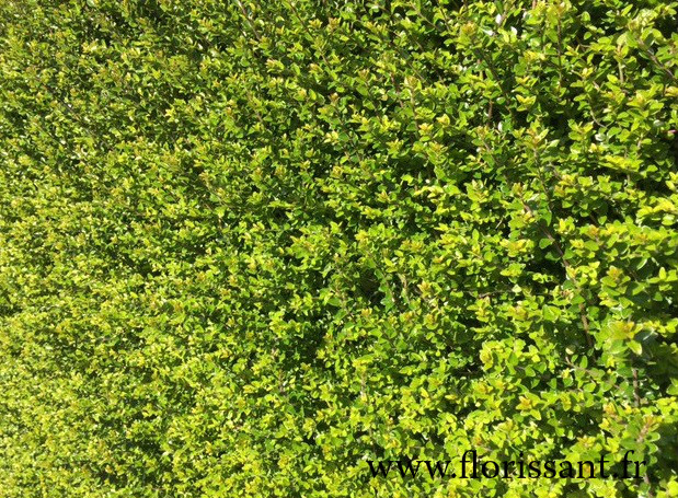 Haie_de_Buis_Florissant_Buxus_Livraison_Prix_Arbuste