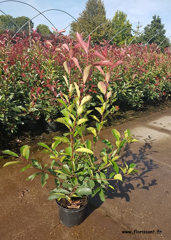 Photinia Fraseri Red Robin - Lot De 8 Plantes Haie Persistante - Feuillage Rouge Vert 1m Linéaire