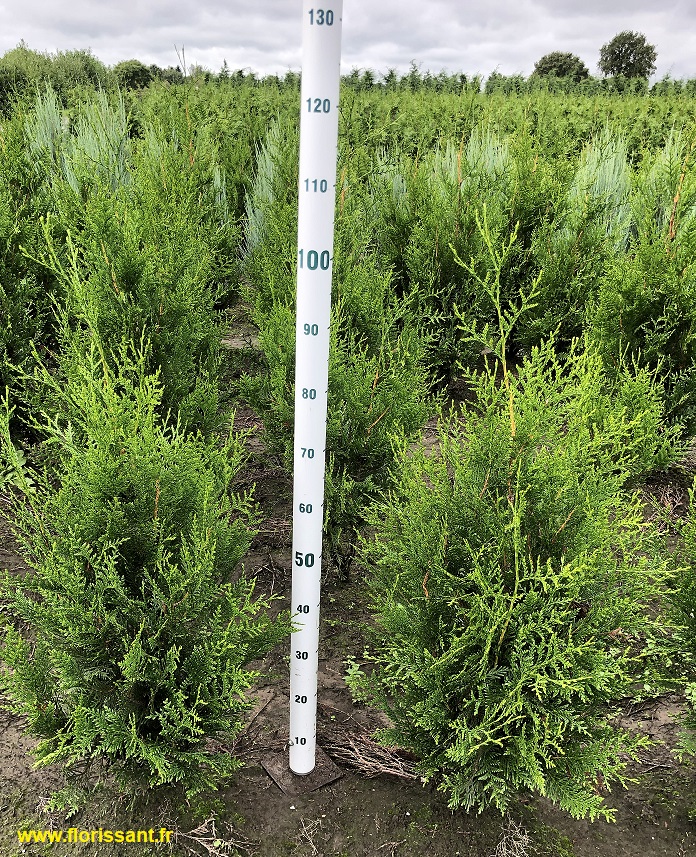 Thuya Géant Atrovirens En Pot 100 Cm – Haie Persistant – Croissance Rapide – Jusqu’à 25 M