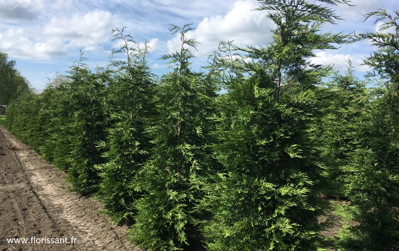 Cyprès De Leyland 175 200 Pas Cher