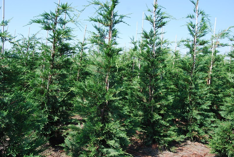 Cypres De Leyland 250 Cm Plantes De Haie En Grande Taille